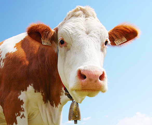 cow little